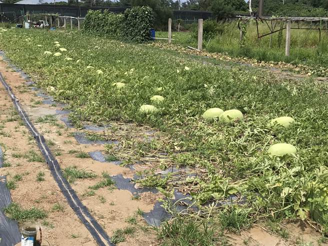 竹南镇崎顶是苗栗县栽植西瓜地区之一，过去有「贡瓜」的美名。（读者提供／谢明俊苗栗传真）