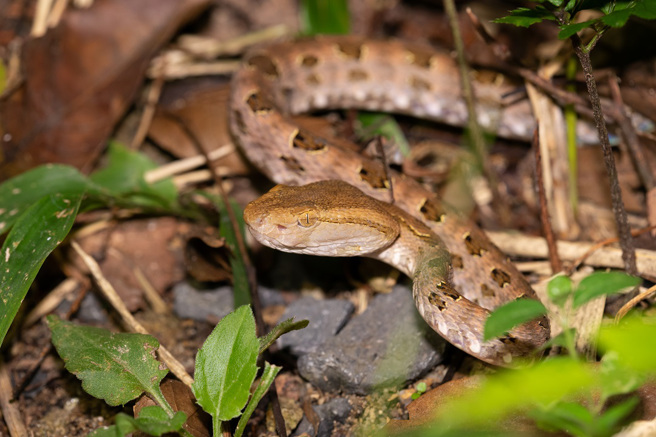 大陆一名男子经过路边转角时，遭到一条蛇飞扑偷袭，所幸他动作矫健、及时躲避，并未被蛇咬伤。(示意图/达志影像)
