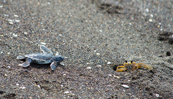 事实上，一只小海龟刚孵化出来后，在前往大海的过程中，容易因为停留在沙滩上而引来许多猎食者注意。（示意图／达志影像）
