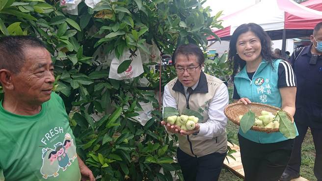 台南市长黄伟哲（中）到新市区郑家古厝体验剪白莲雾的乐趣，推广稀有的白莲雾。（程炳璋摄）