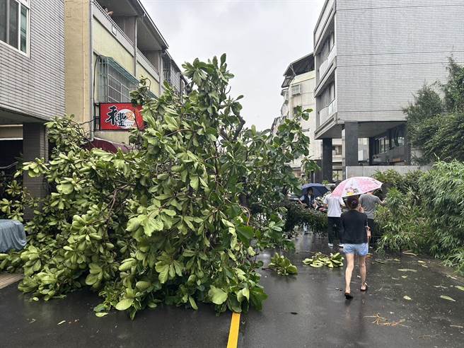 台中市11日下起大雨，北区梅亭街附近民宅种植的大树倒塌，压毁1部自小客车及1辆重机车。（民眾提供）