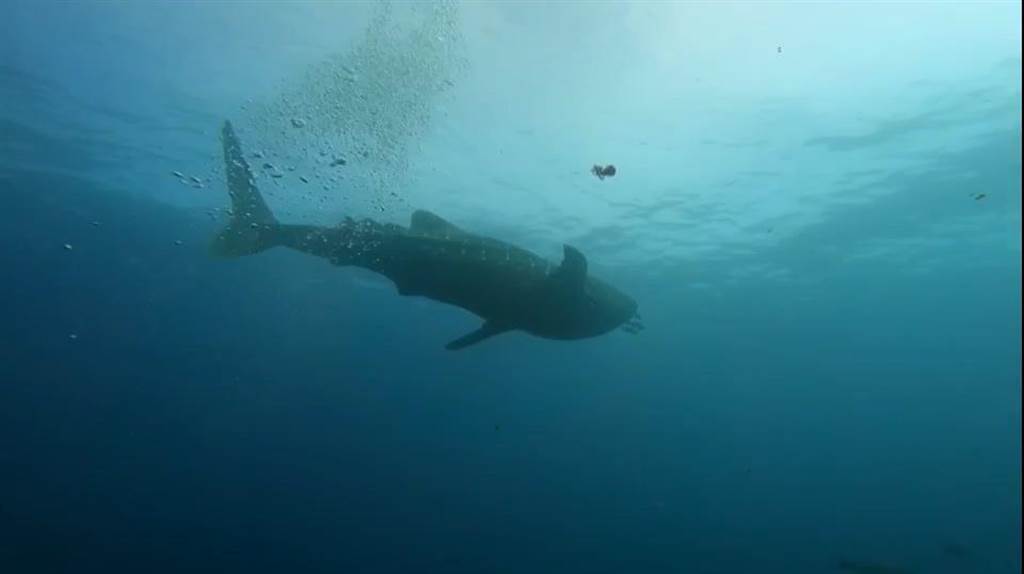 鯨鯊現蹤東西吉廊道，潛水業者估計有8米長。（島澳七七提供／許逸民澎湖傳真）