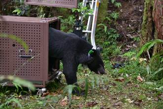誤觸套索截肢的台灣黑熊恢復良好 今野放山林