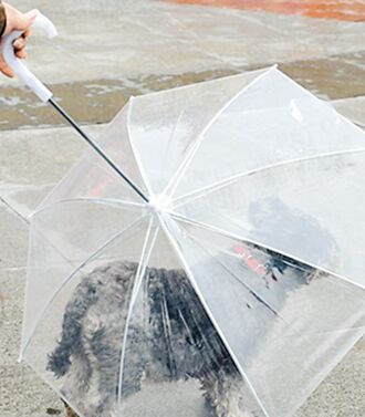 透明雨傘 讓雨天輕鬆遛狗