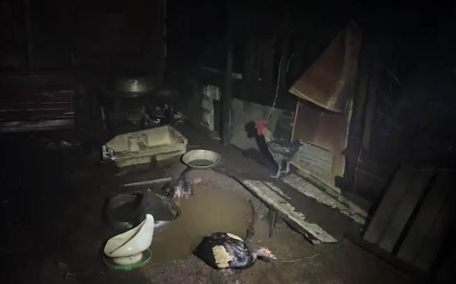 铁皮鸡寮及业主饲养的200多只鸡、鸭惨遭大火吞噬，仅剩几只「伤兵」幸运获救。（图／金门县消防局提供）