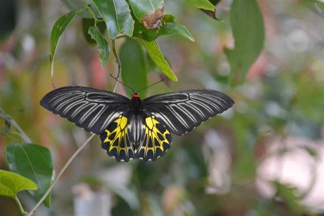 图为第三级保育类野生动物黄裳凤蝶。（资料照片）