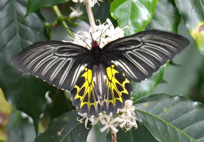 图为第三级保育类野生动物黄裳凤蝶。（资料照片）
