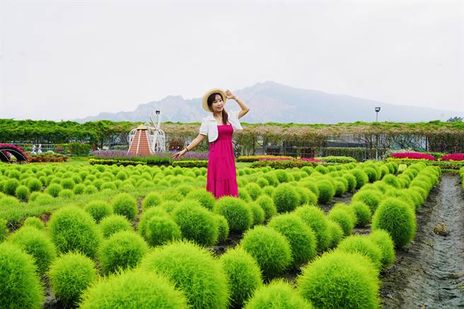 中社观光花市种植450坪「波波球」，一颗颗圆滚滚、毛茸茸的外观相当疗癒。（陈淑娥摄）