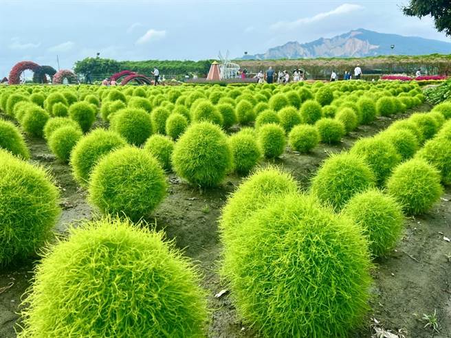中社观光花市种植450坪「波波球」，一颗颗圆滚滚、毛茸茸的外观相当疗癒。（陈淑娥摄）