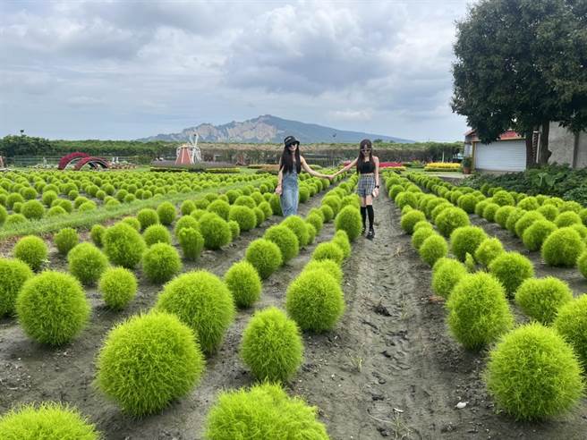 中社观光花市种植450坪「波波球」，一颗颗圆滚滚、毛茸茸的外观相当疗癒。（陈淑娥摄）