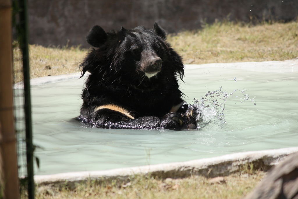 美国佛罗里达州度假胜地德斯坦（Destin）周末闯进一头小黑熊，在人来人往的海边游泳，作风相当大胆。（示意图／Shutterstock）(photo:ChinaTimes)