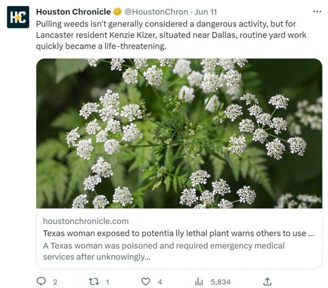 女子發文提醒大家小心有毒植物。（圖／翻攝自推特）