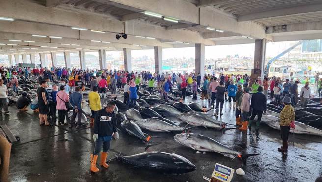 一名「黑鮪魚餐一日遊」領隊團員問中午吃什麼，領隊傻眼。圖為屏東黑鮪魚拍賣實況。（東港區漁會提供）