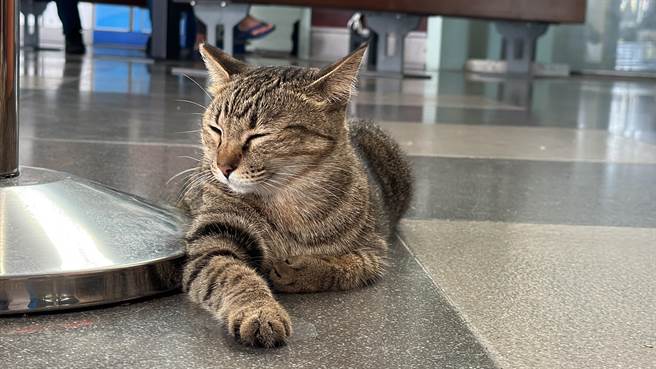 台东站猫「小不点」6年来全年无休，旅客笑称要向劳动部检举。（蔡旻妤摄）