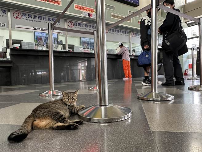 台东站猫「小不点」6年来全年无休，旅客笑称要向劳动部检举。（蔡旻妤摄）