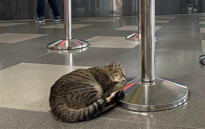 台东站猫「小不点」6年来全年无休，旅客笑称要向劳动部检举。（蔡旻妤摄）