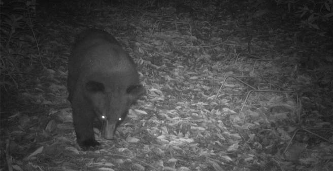 台東林管處架設紅外線相機，拍下台灣黑熊現蹤低海拔淺山，經獸醫初判為亞成熊。（台東林管處提供／蕭嘉蕙台東傳真）