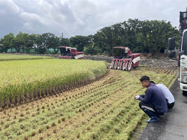 西螺镇、二崙乡一带稻田这2天四处可见收割机穿梭。（周丽兰摄）