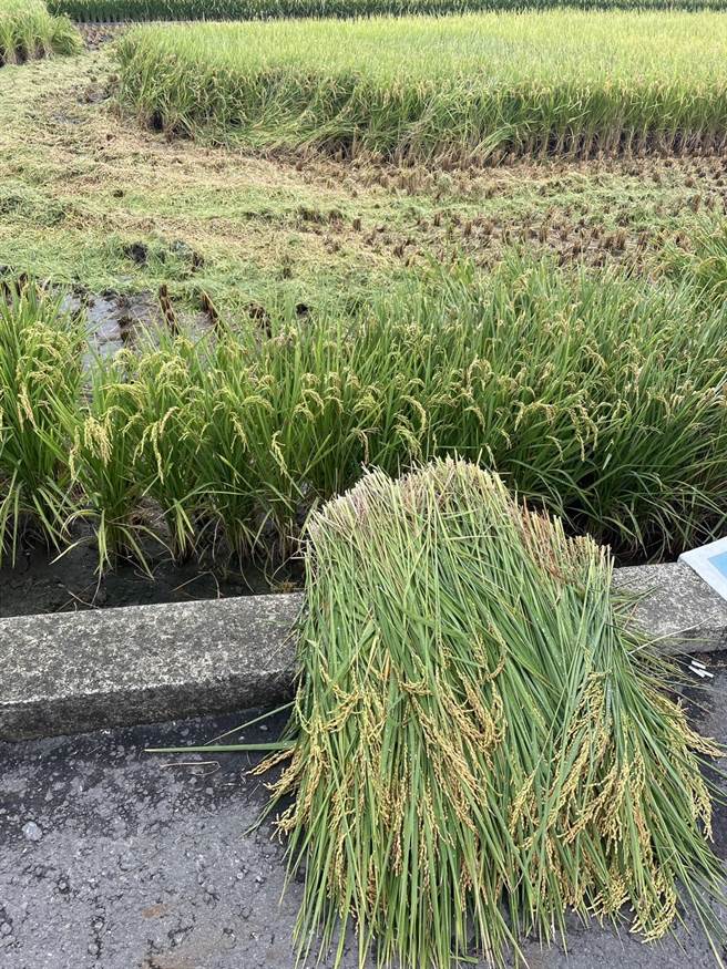 目前稻子算成熟，但湿度太高，农民预割几欉测度数。（周丽兰摄）