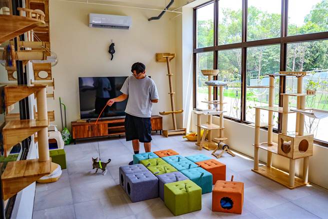 新竹县动物保护教育园区完工，猫舍设置室内互动区，打造各式不同攀爬架，让猫咪玩耍活动。（罗浚滨摄）