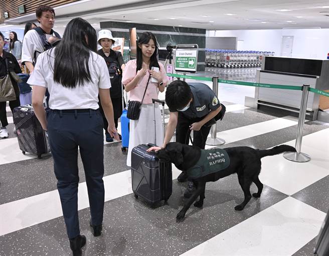 动植物防检局检疫犬则在海关安检台前设置检疫申报终止线执勤，加强闻嗅旅客随身物品，若未主动诚实申报或弃置，在出关时被查到随身或行李中有来自疫区的猪肉制品，将直接裁罚新台币20万元。（陈麒全摄）