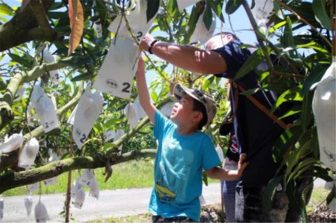 今年台南芒果预估收穫面积6945公顷，产量8万9000公吨，可望创下歷年新高。（市府农业局提供／洪荣志台南传真）