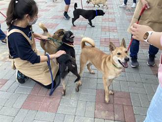 提高不易送養犬隻認養率 台南首推寵物保險補助