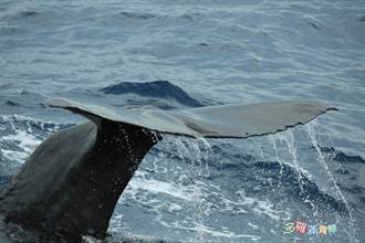 3年追蹤觀察證實！ 「花蓮海域」為抹香鯨重要活動範圍