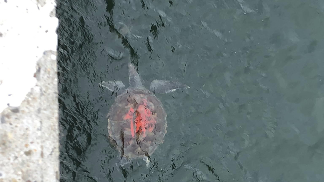 一只海龟的背甲上，被漆上红色的「佛」字。（图／翻摄自爆料公社）