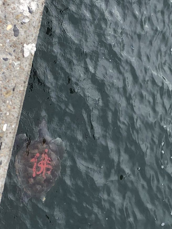 海龟的背甲被漆上红字。（图／翻摄自爆料公社）