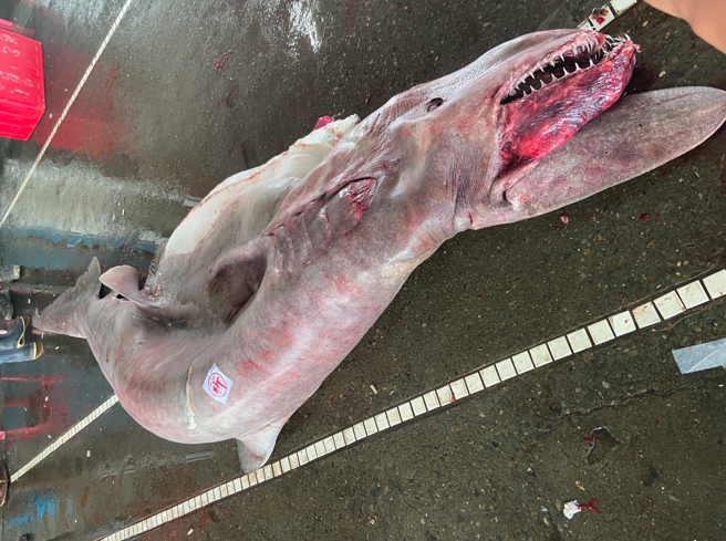 宜兰南澳13日有渔民用底拖网捕获逾一亿年前的史前深海鲨鱼「哥布林鲨」（欧氏尖吻鲛 ），肚里还有6只宝宝。(台湾海洋艺术馆授权提供 )