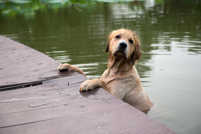 大陆一名饲主带爱犬到河边玩水，牠看到有人从桥上往下跳，误以为对方想不开，下秒化身救生员抢救。(示意图/达志影像)