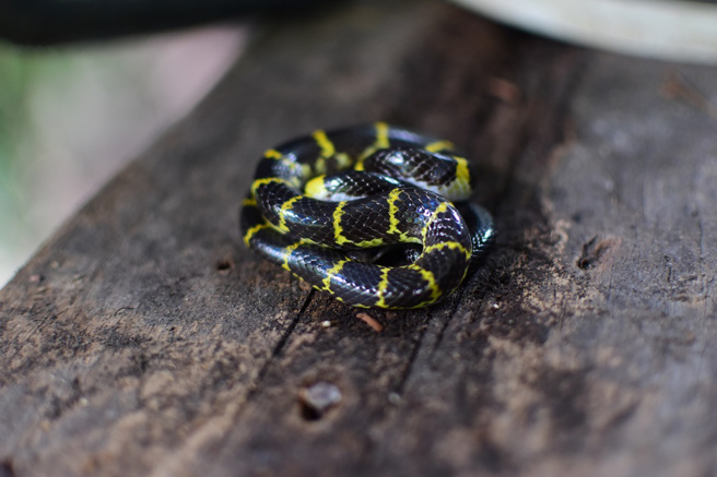 泰国一处寺庙敬拜完蛇神后，信徒在庙外看见一条无毒蛇疯狂翻滚，让眾人啧啧称奇。(示意图/达志影像)