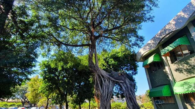 台鐵高雄機廠內有一棵形似宮崎駿「魔法公主」動畫中的山神獸大樹。（森林城市協會提供／崔正綱高雄傳真）