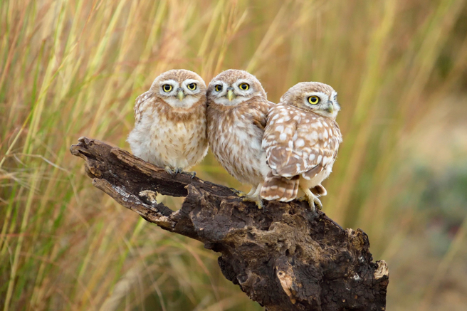 大陆一名男子出远门长达半个月，近日回到家发现，卧室竟出现3只小猫头鹰。(示意图/达志影像)