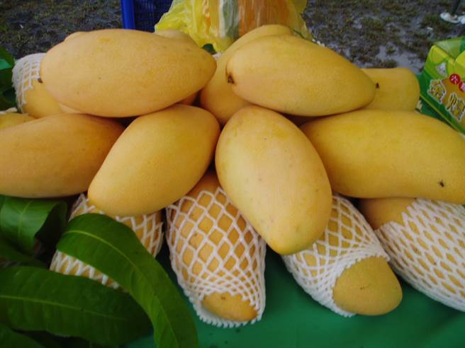 高雄六龜金煌芒果受到乾旱影響，今年果粒偏小，但果實香甜，仍受到消費者喜愛。（高雄市農業局提供／林雅惠傳真）