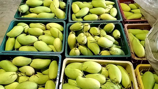 高雄六龜金煌芒果受到乾旱影響，今年果粒偏小，但果實香甜，仍受到消費者喜愛。（林雅惠攝）