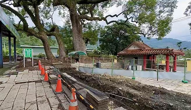 水里乡永兴社区有俗称「三代同堂」树龄300岁的樟树神木，水里乡公所兴建游憩公园，神木惨遭工人断根。（民眾提供／杨静茹南投传真）