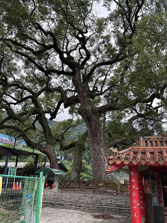 树龄300岁的樟树神木是南投县珍贵老树，惨遭施工不慎工人断根，县府已要求发包的水里乡公所即刻停工。（民眾提供／杨静茹南投传真）