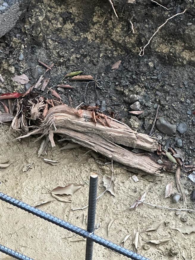 樟树神木遭断根的根系有的很粗壮，令曾经抢救神木的居民相当不舍。（民眾提供／杨静茹南投传真）