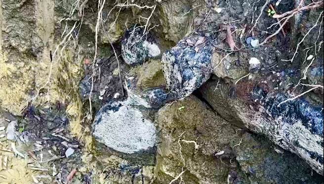 县府到场会勘后，邀老树专家先在遭挖断神木树根患部涂抹黑色防菌药剂，避免樟树神木染菌生病。（民眾提供／杨静茹南投传真）