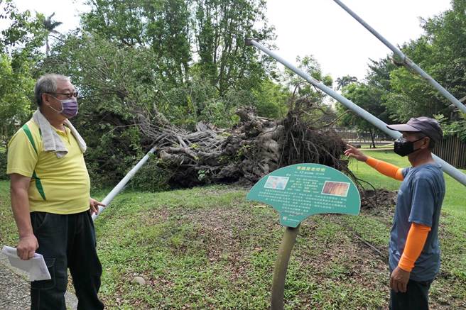 云林县北港镇百年老榕树倾倒，树医生展开抢救。（张朝欣摄）