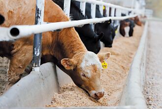 爭取加入CPTPP 加拿大全齡牛肉料開放進口