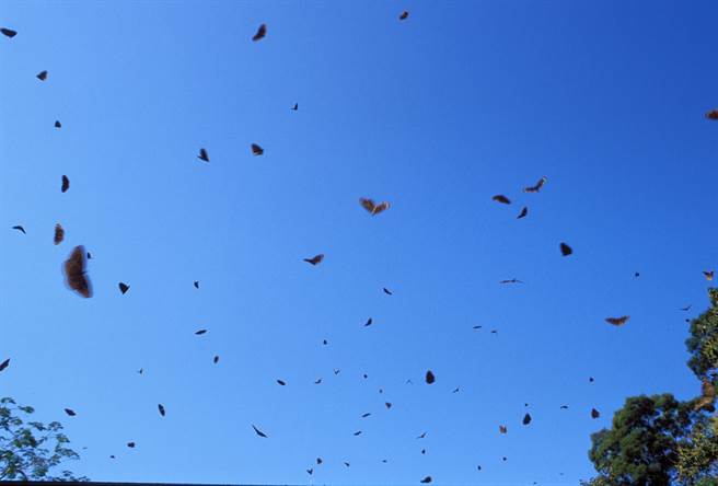 高雄大崗山前往一線天的小徑上出現大量紫斑蝶，請民眾不要搖晃樹木，勿捕捉干擾，期待每年紫斑蝶能再現身。（詹家龍導演提供／林雅惠傳真）