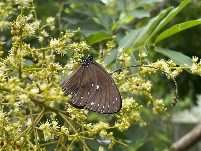 高雄大崗山前往一線天的小徑上出現大量紫斑蝶，請民眾不要搖晃樹木，勿捕捉干擾，期待每年紫斑蝶能再現身。（詹家龍導演提供／林雅惠傳真）