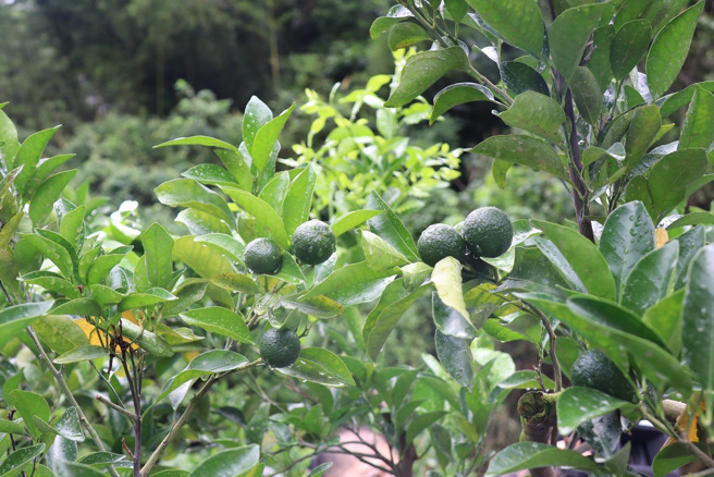 丰原地区椪柑结果率不佳，立委江启臣14日前往勘灾。（江启臣服务处提供）