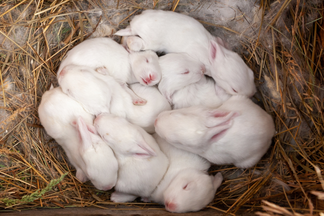 大陆一名饲主近日买了母兔回家，未料兔子身边没有公兔，却在20天内生下18只幼崽。(示意图/达志影像)