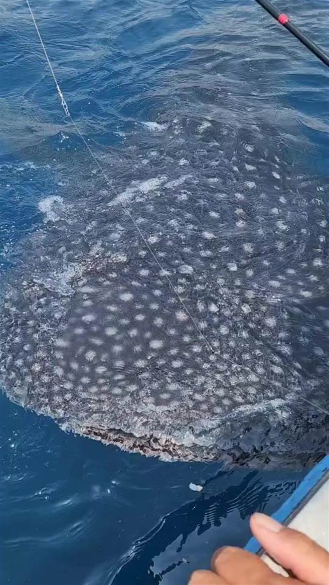 台東漁民出現5公尺長的鯨鯊浮出水面往膠筏靠近。（張鴻志提供／蔡旻妤台東傳真）