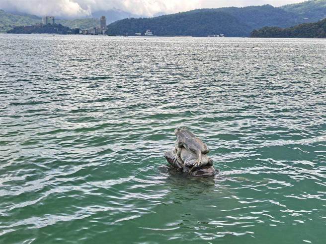 日月潭水位近期都维持在748公尺，几近满水位748.5公尺，九蛙迭像潜入水中，露出约2只半青蛙。（日月潭风管处提供／杨静茹南投传真）