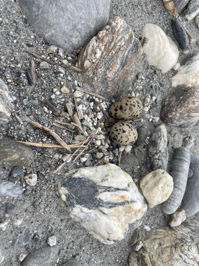 花莲立雾溪口是保育类小燕鸥繁殖重要栖地之一，花莲县野鸟学会今年直至6月10日统计发现该地已累计95个育雏巢。（花莲县野鸟学会提供／罗亦晽花莲传真）